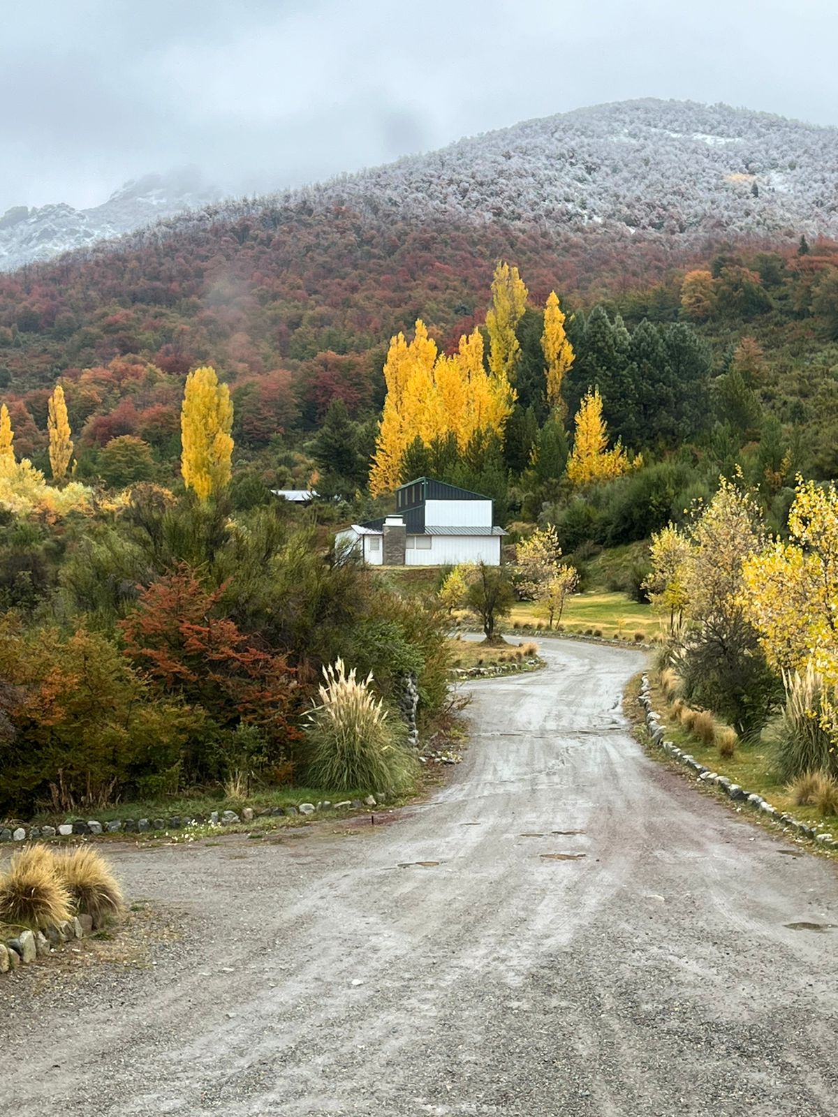 Autumn road to Manila plant with golden poplars and snow-capped mountains