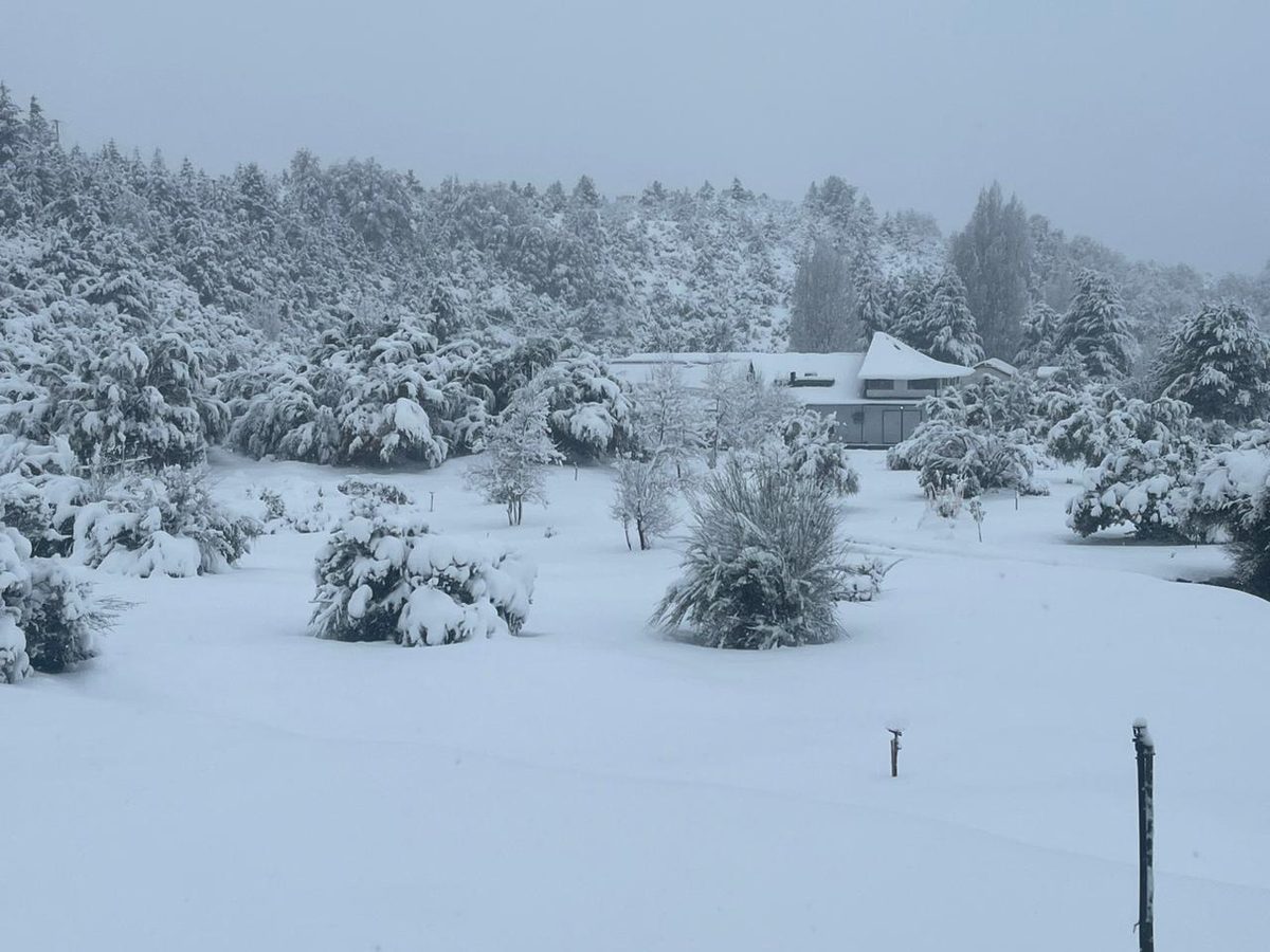 Manila plant covered in snow, Patagonian winter
