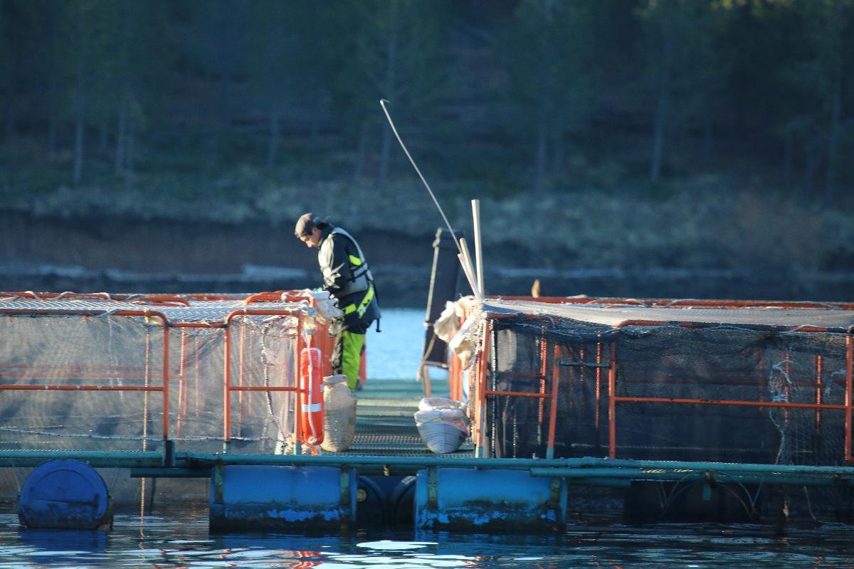 Worker tending to fish cages on the water